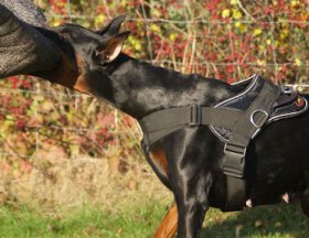 Doberman Training Dog Harness - Working dog Harness for Doberman  Doberman Training Dog Harness - Working dog Harness for Doberman