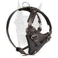 Adjustable Leather Dog Harness for Doberman Training and Daily Walking  Adjustable Leather Dog Harness for Doberman Training and Daily Walking