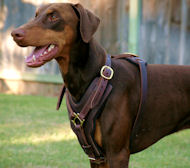 Exclusive handcrafted soft padded leather Doberman harness  Exclusive handcrafted soft padded leather Doberman harness