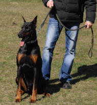 https://www.all-about-doberman-dog-breed.com/images/Doberman-training-dog-leash-large-pinscher-L20B.jpg