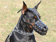 https://www.all-about-doberman-dog-breed.com/images/Durable-Leather-dog-muzzle-Doberman-pet-M41.JPG