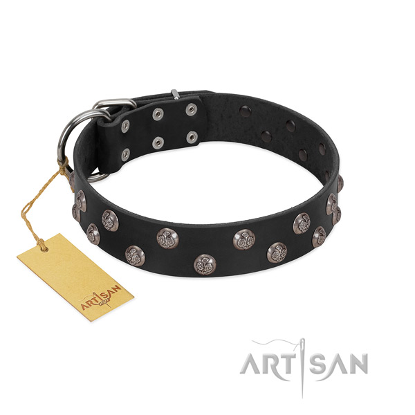 Stylish walking top rate leather dog collar with adornments