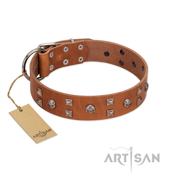 Daily use dog collar of leather with stunning embellishments