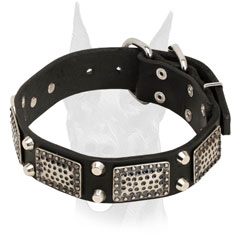 Leather Doberman collar with massive nickel plates and studs