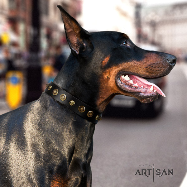 Doberman handy use full grain genuine leather collar with embellishments for your four-legged friend