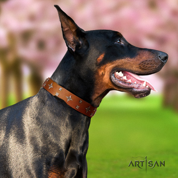 Doberman basic training natural leather collar with stylish design studs for your four-legged friend