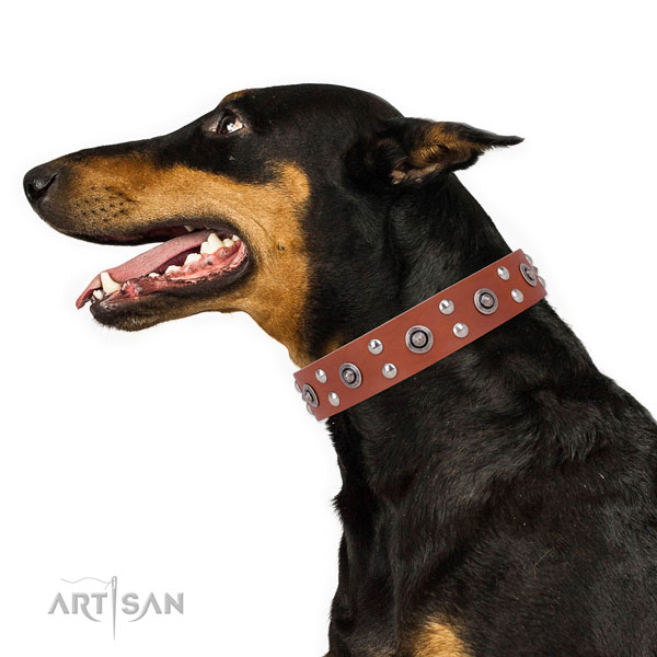 Doberman impressive full grain leather dog collar for stylish walking