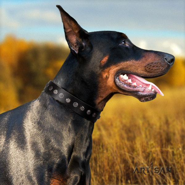Doberman natural genuine leather dog collar with adornments for your impressive dog