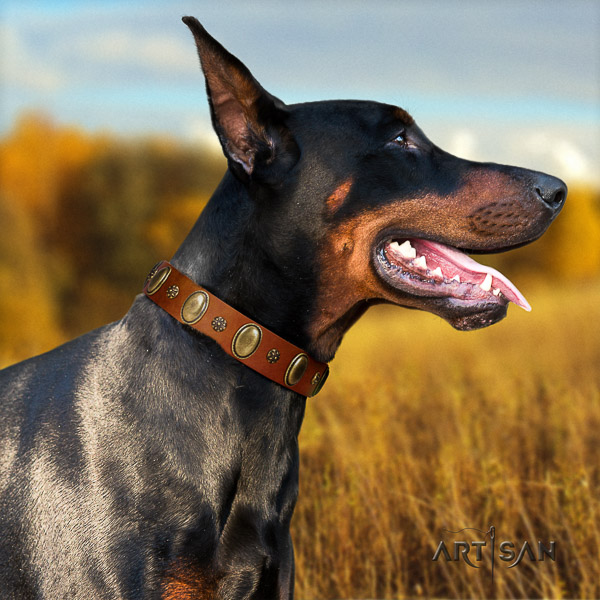 Doberman walking full grain leather collar with studs for your canine