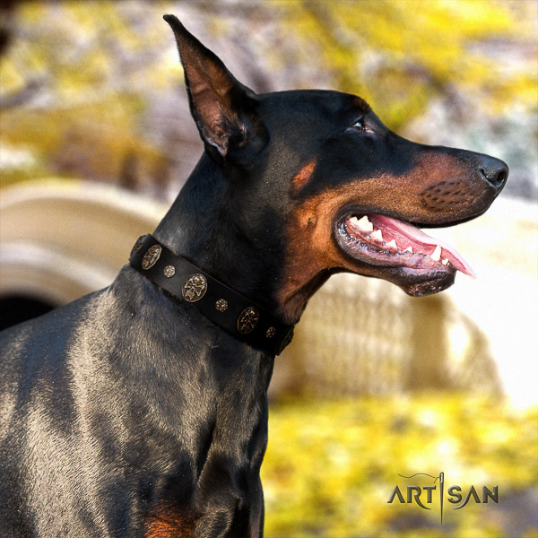 Doberman walking full grain leather collar with embellishments for your four-legged friend