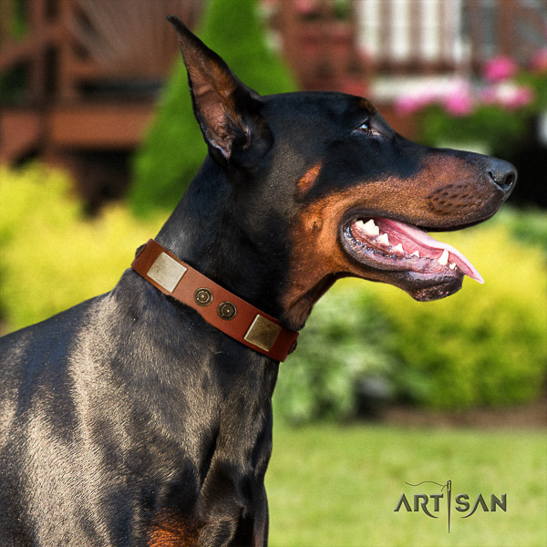 Doberman daily walking natural leather collar with decorations for your four-legged friend