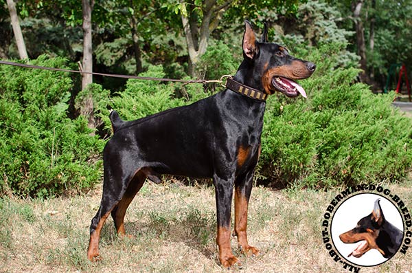 Reliable leather decorated collar for strong Doberman 