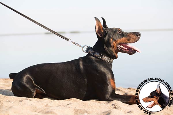 Soft and strong leather collar for active Doberman Dog 