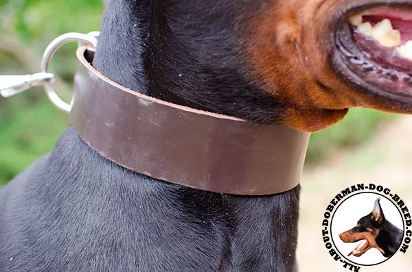 Doberman leather collar for different outdoor activities