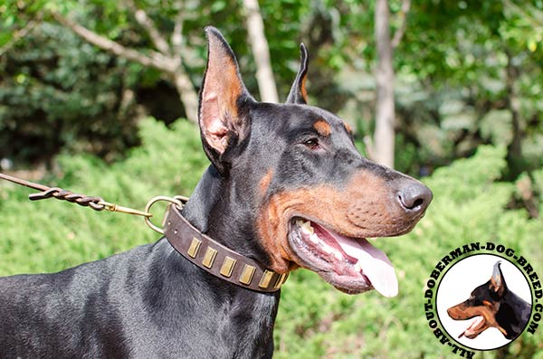 Strong and soft leather Doberman collar for daily use