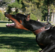 https://www.all-about-doberman-dog-breed.com/images/doberman-agitaion-dog-collar-handle-works-C33.jpg