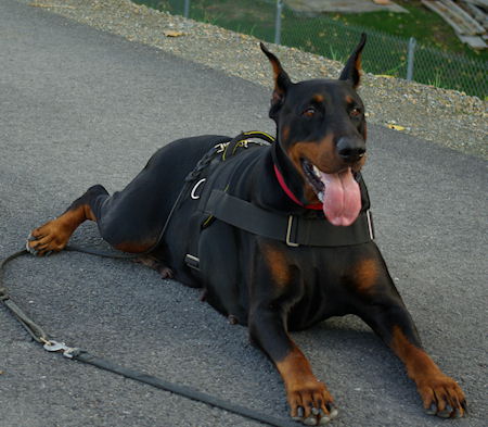 Best no pull 2025 harness for doberman