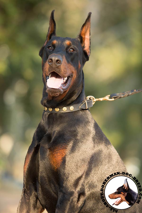 Doberman leather leash with durable hardware for quality control