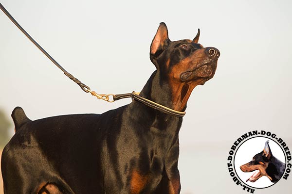 Doberman leather leash of lightweight material with handle for safe walking