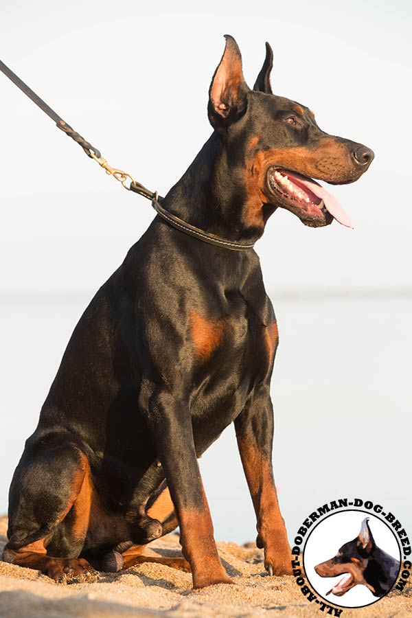 Doberman leather leash with duly riveted hardware for improved control