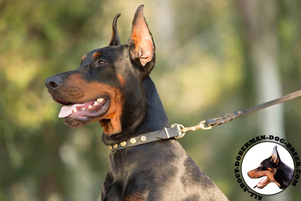 Doberman leather leash with corrosion resistant hardware for perfect control