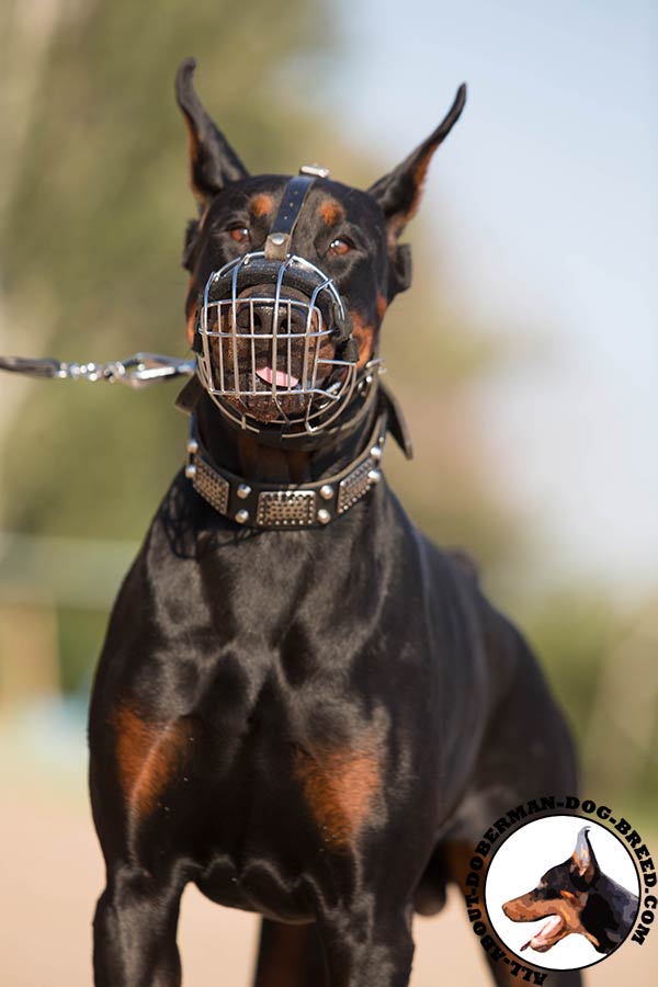 Doberman wire basket muzzle adjustable  fittings for daily activity