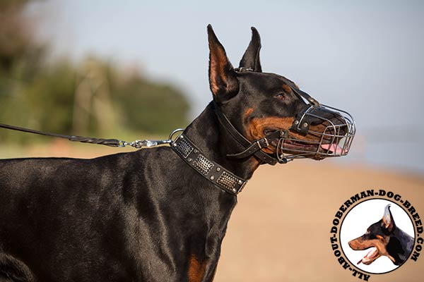 Doberman wire cage muzzle of high quality with traditional buckle for improved control