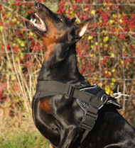 Nylon Doberman harness with ID-patches Get nylon Doberman harness with  ID-patches, All weather dog harness [H17##1036 Nylon harness with patches]  - $38.39 : Doberman Breed: Dog harness, Muzzle, Collar, Leash