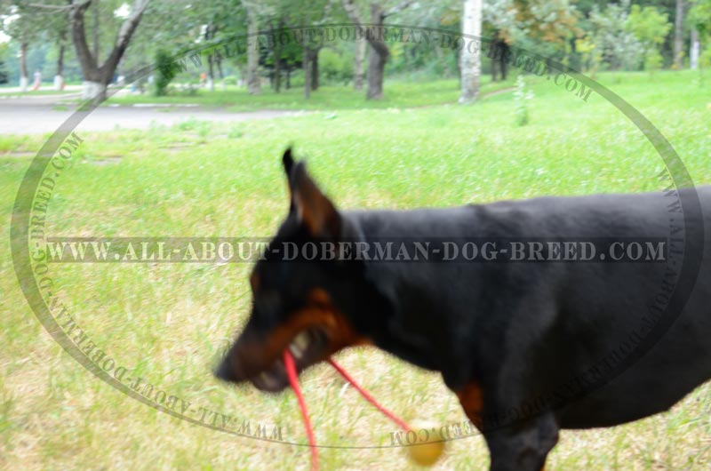 K9 Ball with Rope-Activity Dog 【Toy】 for Doberman : Doberman