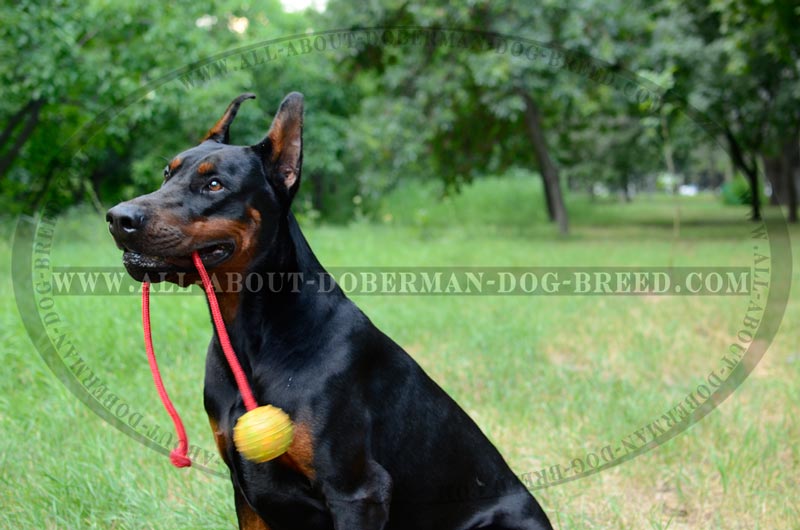 K9 Ball with Rope-Activity Dog 【Toy】 for Doberman : Doberman
