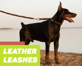 Exclusive Gear for Your Doberman 2024 | [Buy Now]